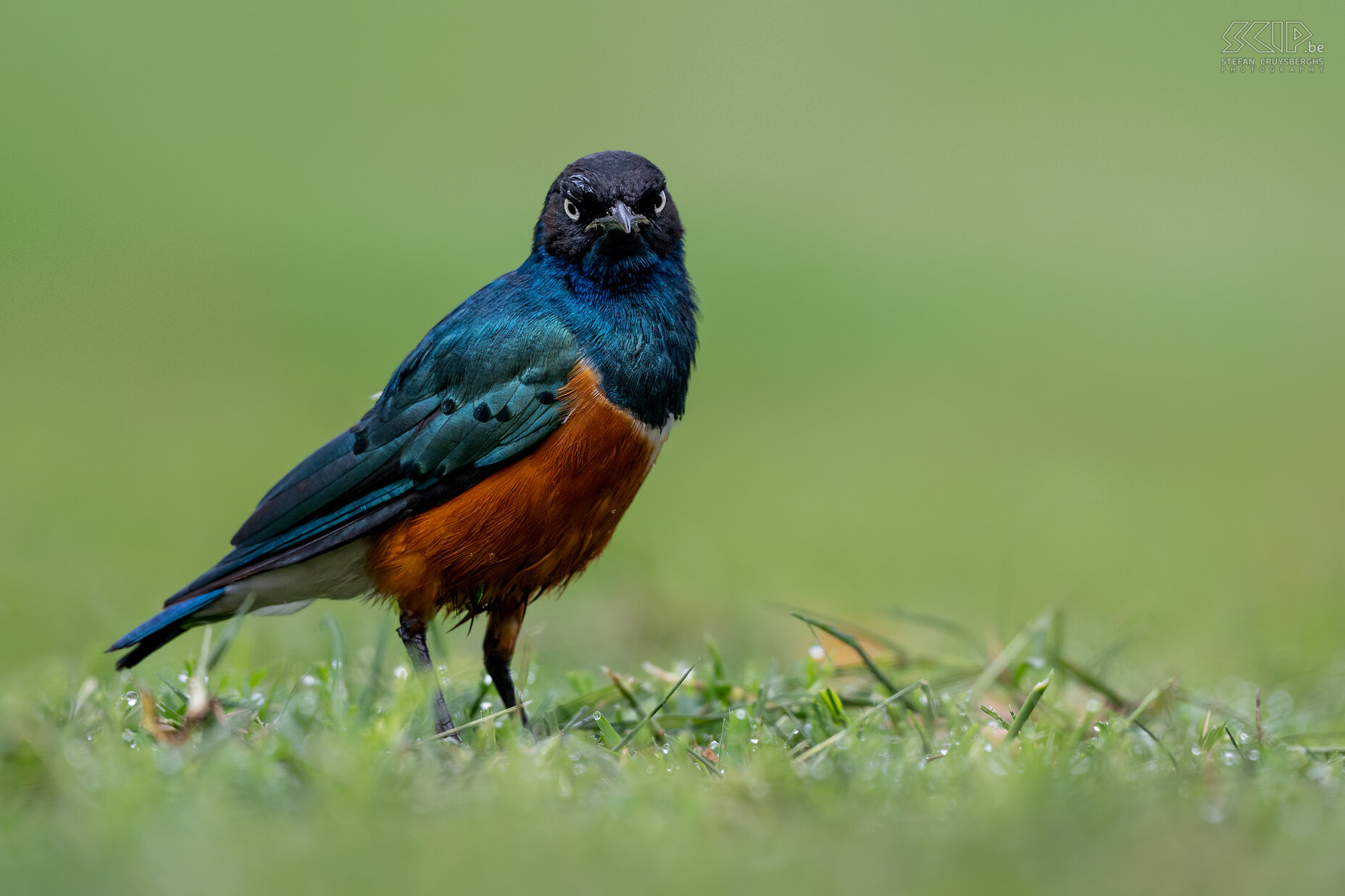 Lake Naivasha - Superb starling A very common but striking bird, the superb starling (Lamprotornis superbus) Stefan Cruysberghs